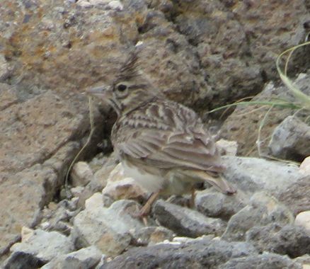 Solerantonio2 en Hamelin: Fauna  (Níjar), Cogujada comun