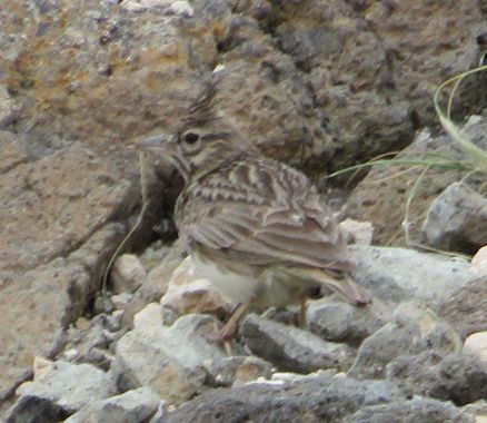 Solerantonio2 en Hamelin: Fauna  (Níjar), Cogujada comun