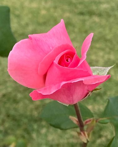 Juanatlantida82 en Hamelin: Flora, Rosa lucieae, #rosasamarillas 