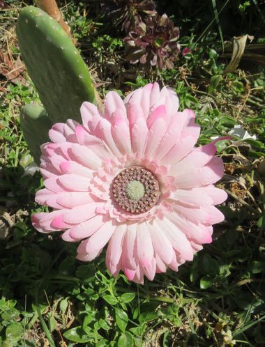 Solerantonio2 en Hamelin: Flora  (Sorbas), Planta