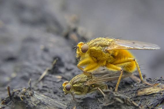 Eritz.cortazar en Hamelin: Fauna  (Bilbao), Scathophaga stercoraria (Linnaeus, 1758), Mosca amarilla del estiercol 🪰

Moscas del estiercol en su proceso d...