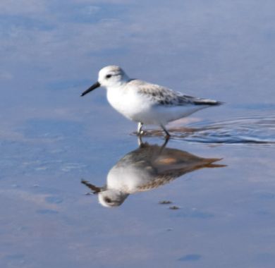 Solerantonio2 en Hamelin: Fauna  (Níjar), Calidris alba (Pallas, 1764), Ave