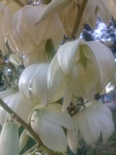 Supra3179 en Hamelin: Flora  (Chajarí), Yucca filamentosa