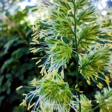 porroalejandra7 en Hamelin: Flora  (Las Lajas), Dactylis glomerata, # flora# plantas#flower