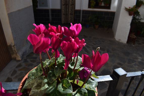 Solerantonio2 en Hamelin: Flora  (Trevélez), Cyclamen persicum, Planta
