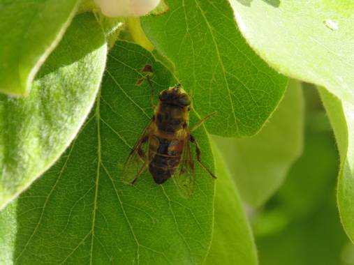 j.inayaovera en Hamelin: Fauna 