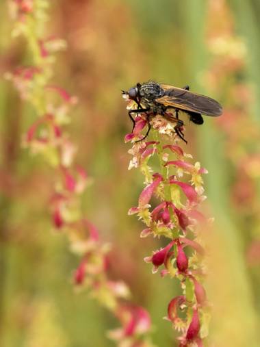 Antonio Jesús Palma Aranda en Hamelin: Fauna  (Lora del Río), Empididae. Seguramente Empis tessellata.

📷 Olympus OM-D EM1III @esolympus
🔵 M.Zuiko 100-40...