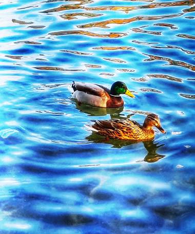 Naomi en Hamelin: Fauna  (Sabadell), Anas platyrhynchos Linnaeus, 1758, #lago#reflejos#azul#patos