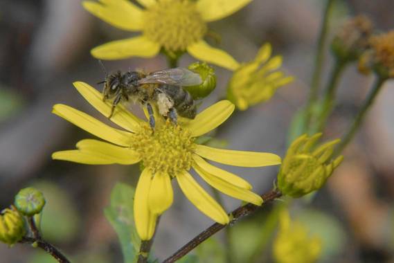 Eritz.cortazar en Hamelin: Fauna  (Barakaldo), Abeja carriola 🐝

#abeja #bee #abejacarniola #apis #apismellifera #carnica #insect #miel #polen #pollen #be...