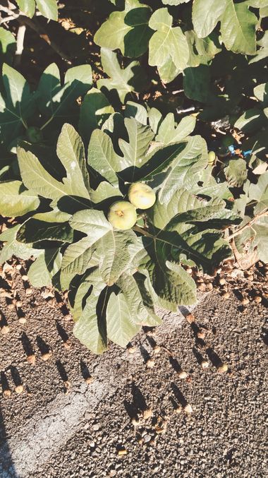 Solerantonio2 en Hamelin: Flora  (Avenida del Mediterráneo), Ficus carica, Higuera