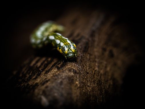 Juancarlosescalera en Hamelin: Fauna  (Dos Hermanas), #macro #cumplehamelin 