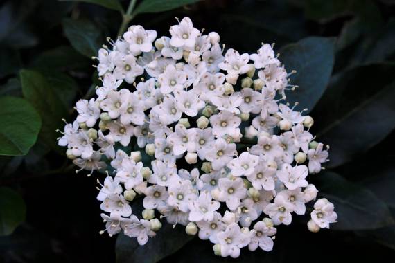 Jomacaes70 en Hamelin: Flora  (Santa Ana la Real), Viburnum tinus, #flora21 