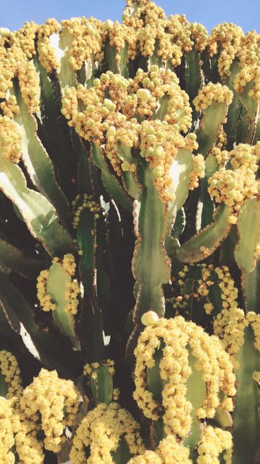 Solerantonio2 en Hamelin: Flora  (Almería), Euphorbia murielii, Cactus