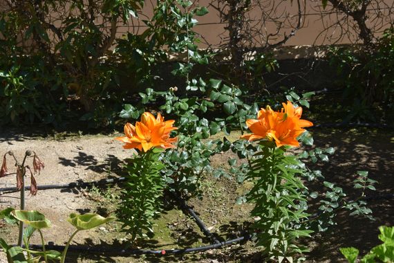 Solerantonio2 en Hamelin: Flora  (Calle Profesor Mulian), Lilium bulbiferum, Planta