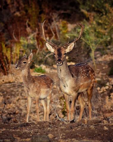 David Rubio en Hamelin: Fauna  (Castellar de la Frontera), Dama dama (Linnaeus, 1758), Pareja de gamos (macho y hembra) fotografiados en finca La Almoraima...