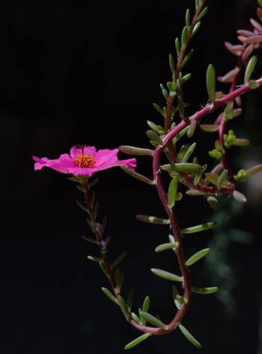 ivanmanuel en Hamelin: Flora  (San Lorenzo), Portulaca grandiflora, Flor de #Portulacagrandiflora 