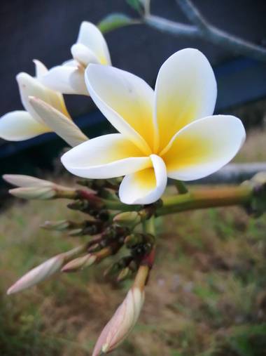 Britnyraymundo en Hamelin: Flora  (Tlapa de Comonfort), Plumeria alba, Hermosa flor#belleza natural@malina