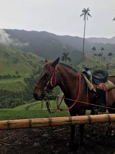 Paulagomezsancl en Hamelin: Fauna  (Salento), #🇨🇴 MEMORIES #colombia #valledelcocora #paisajes #fauna #maravillasdelmundo #tierraquerida #🌴