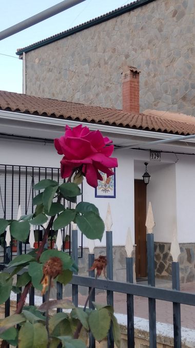 Solerantonio2 en Hamelin: Flora  (Valle del Zalabí), Rosas de jardin