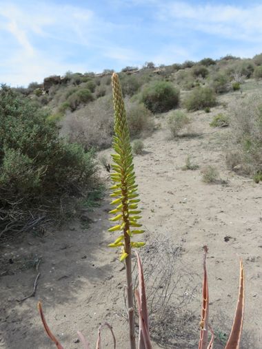 Solerantonio2 en Hamelin: Flora  (Almería), Aloe vera, Planta