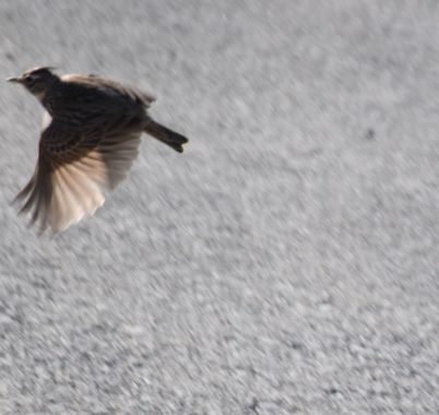 Solerantonio2 en Hamelin: Fauna  (Níjar), Cogujada comun