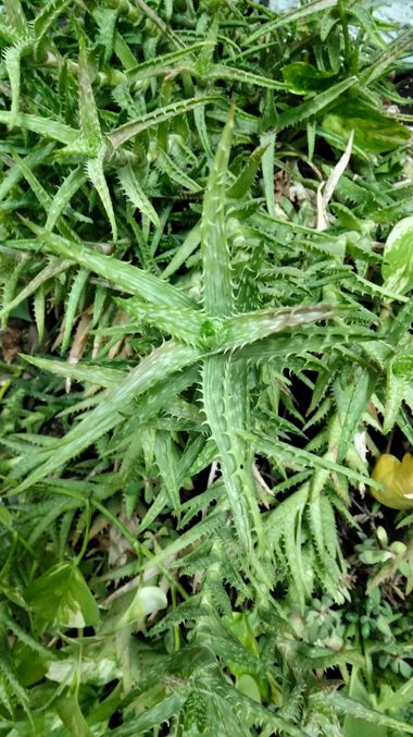 Solerantonio2 en Hamelin: Flora  (La Carlota), Aloe juvenna, Planta