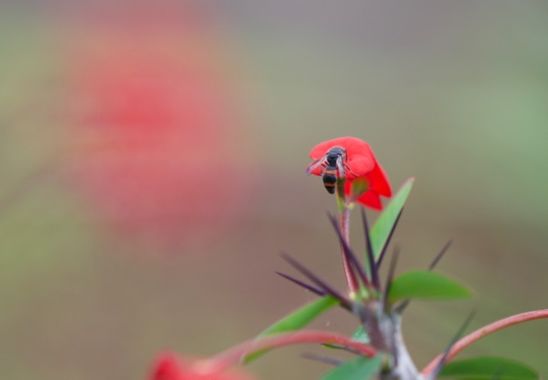 Juanatlantida82 en Hamelin: Fauna, Abejas 