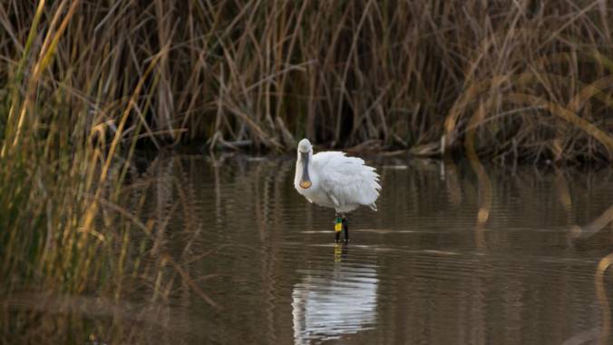 Jmpyanguas  en Hamelin: Fauna, Platalea leucorodia Linnaeus, 1758