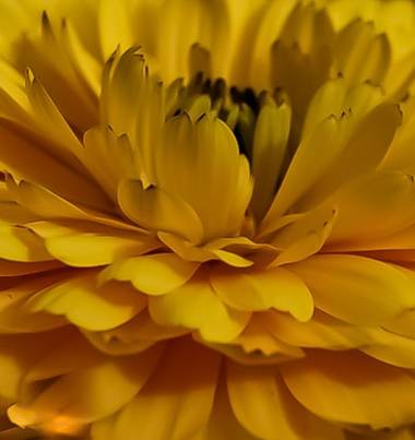 Cristobal.cadenas en Hamelin: Flora  (Badalona), #flora21 
#naturecolors 
#nature_good 
#naturacatalunya 