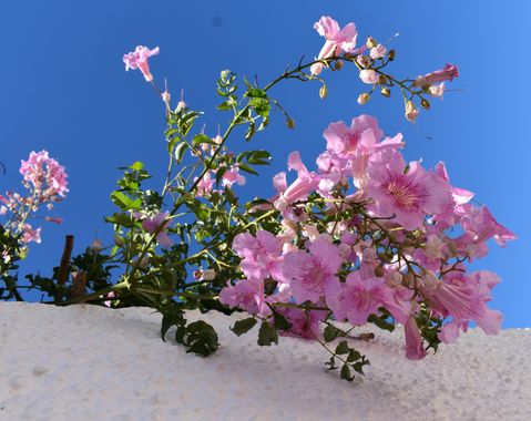 Solerantonio2 en Hamelin: Flora  (Almería), Podranea ricasoliana, Planta