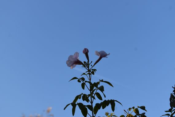 Solerantonio2 en Hamelin: Flora  (Totana), Pandorea jasminoides, Planta