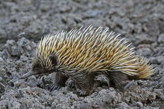 Ignicapillus en Hamelin: Fauna  (Korong Vale), Tachyglossus aculeatus (Shaw, 1792), Equidna común

Este bicho es mucho más extraño de lo que su aspecto per...