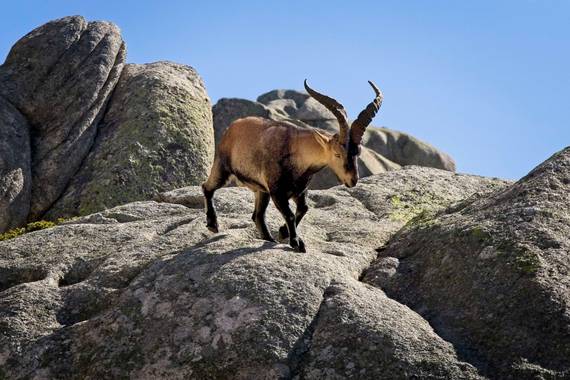 Carlos.soy en Hamelin: Fauna  (Manzanares el Real)