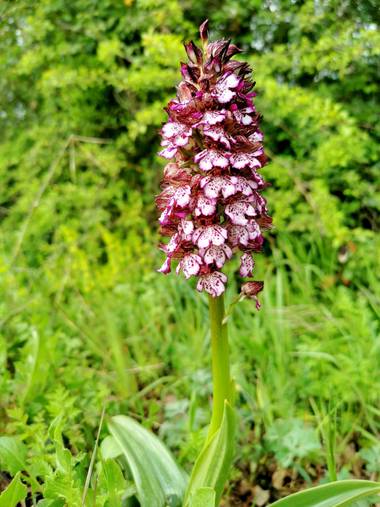 Irantzu_M en Hamelin: Flora  (Vitoria), Orchis purpurea, #orquideassilvestres 