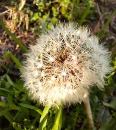 Naomi en Hamelin: Flora  (Barcelona), Taraxacum officinale, #flora 