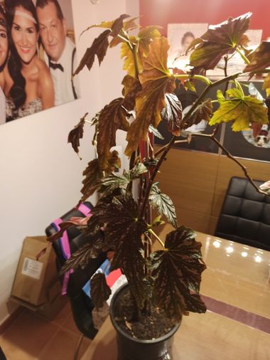 fernandezboix en Hamelin: Flora, Begonia aconitifolia,  