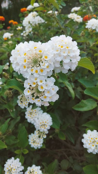 Solerantonio2 en Hamelin: Flora  (Almeria), Lantana canescens, Planta