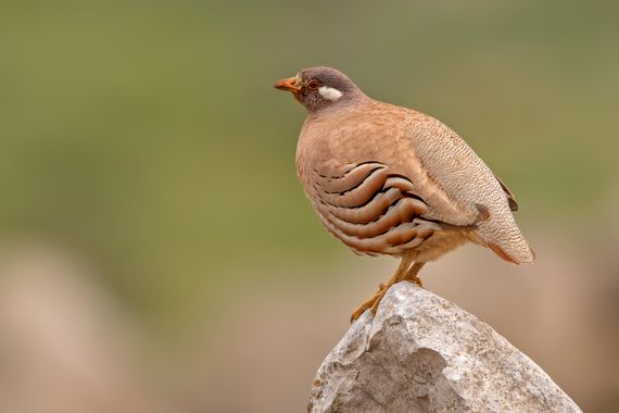 Ignicapillus en Hamelin: Fauna  (Lev Yatir), Ammoperdix heyi (Temminck, 1825), Perdiz desértica

Su área de distribución se limita a el este de Egipto, N.E...
