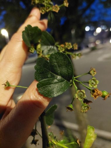 Mpinfante en Hamelin: Flora, Crataegus laevigata, # Espino navarro