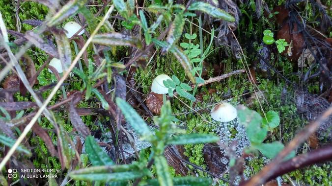 GreenPhoto en Hamelin: Observación, #Otoño20