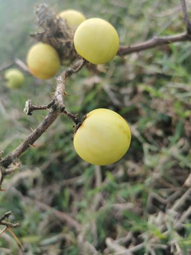 Gnesiszt en Hamelin: Flora, Solanum linnaeanum