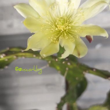 @nicorhbg en Hamelin: Flora  (Daimiel)
