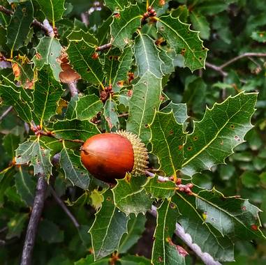 Marivi.s.i en Hamelin: Flora  (Aranjuez), Quercus coccifera, #frutosdeotoño #bellota 