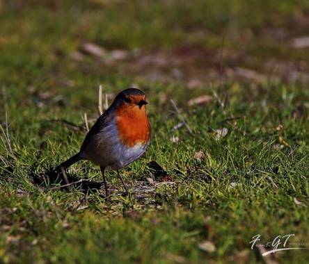 Frankgt48 en Hamelin: Fauna  (Colmenarejo), Erithacus rubecula (Linnaeus, 1758), #Aves