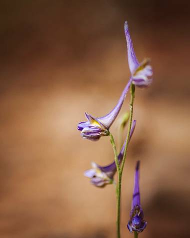 Miguelangarciagarci en Hamelin: Flora  (Lucena), #flora21 #macro #nature 