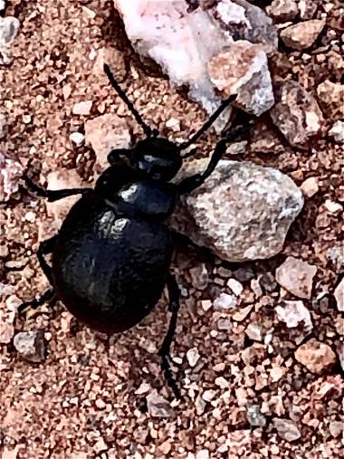 alionacociu en Hamelin: Fauna  (Monistrol de Montserrat), Escarabajo de paseo por Montserat 