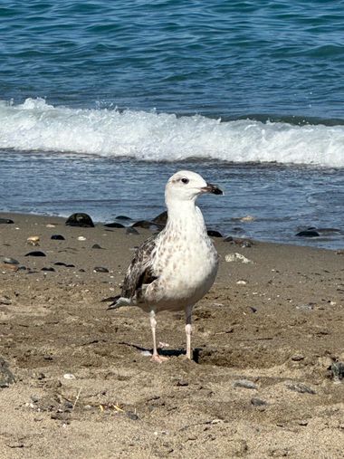 su en Hamelin: Fauna  (Costa del Sol Occidental), #aves #gaviota 