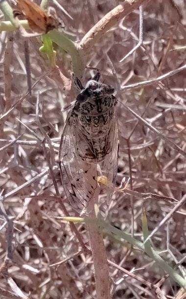 Solerantonio2 en Hamelin: Fauna  (La Marina), Cigarra mediterranea
