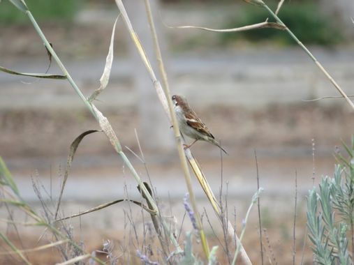 Solerantonio2 en Hamelin: Fauna  (Almería), Passer domesticus (Linnaeus, 1758), Gorrion