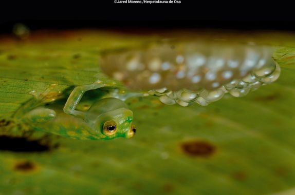 JaredMoreno59 en Hamelin: Fauna, Viven en la vegetación a lo largo de quebradas dentro del bosque tropical húmedo. Se alimentan de pequeños insectos como ...